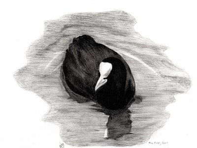 Coot of London, 2013 by Nancy Moniz Charalambous